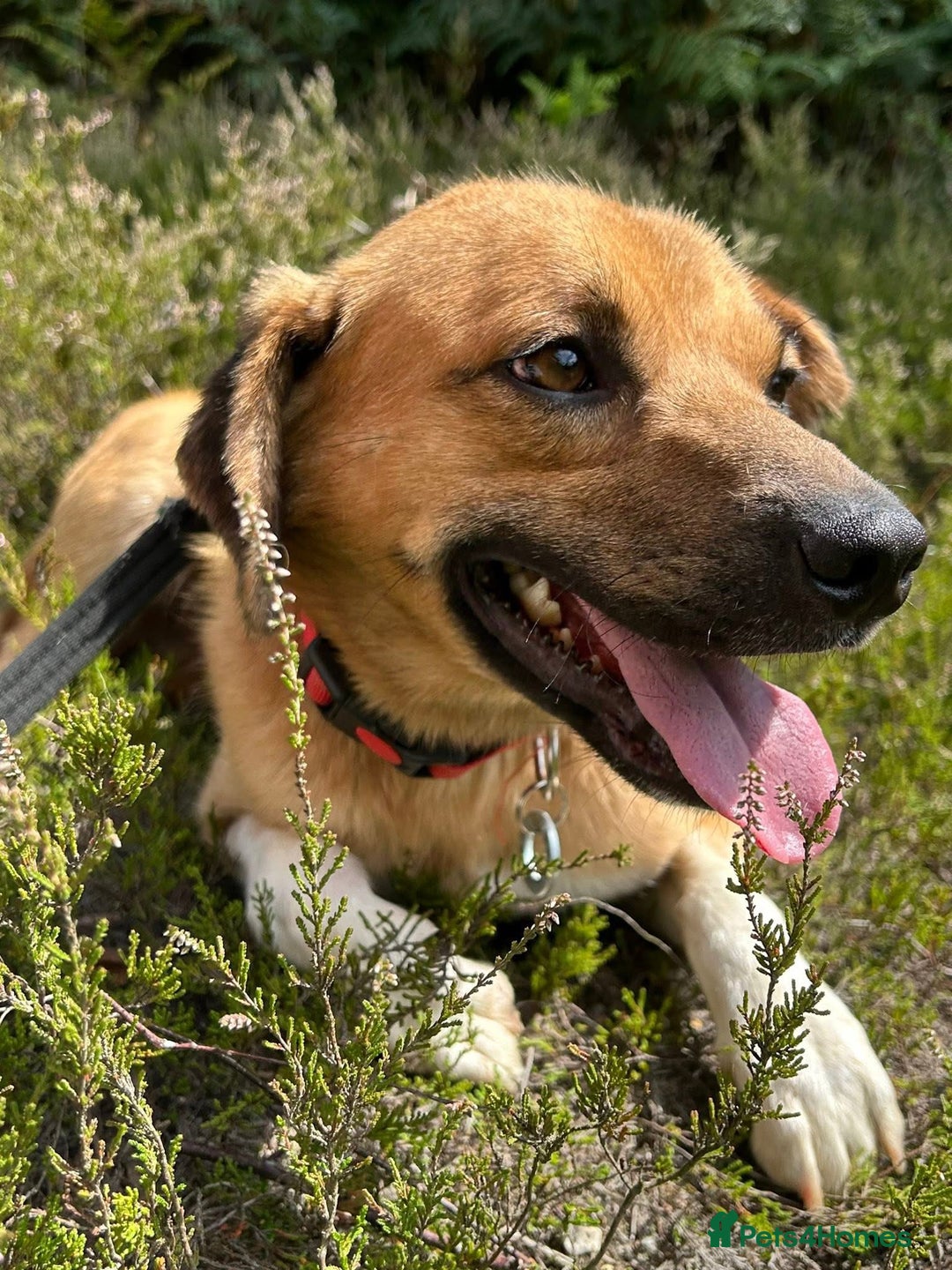 Mixed Breed dogs for adoption: Pony - Norwich Norfolk  - Image 2