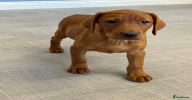 Labrador Retriever dogs - Advert 6