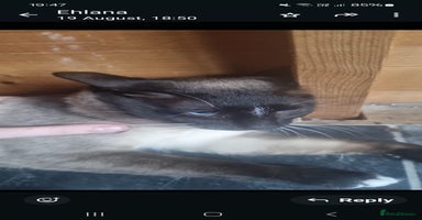 Snowshoe cats - Advert 9
