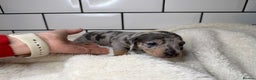 Miniature Dachshund dogs for sale: STUNNING MINIATURE DACHSHUNDS DAPPLE KC  - Advert 3