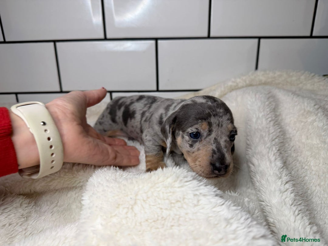 Miniature Dachshund dogs for sale: STUNNING MINIATURE DACHSHUNDS DAPPLE KC  - Advert 3