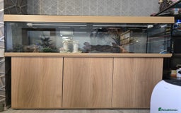 Angelfish fish for sale: Juwel Rio 180l - Image 6