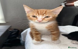 Mixed Breed cats for sale: Fluffy kittens || ready for loving home  - Image 7