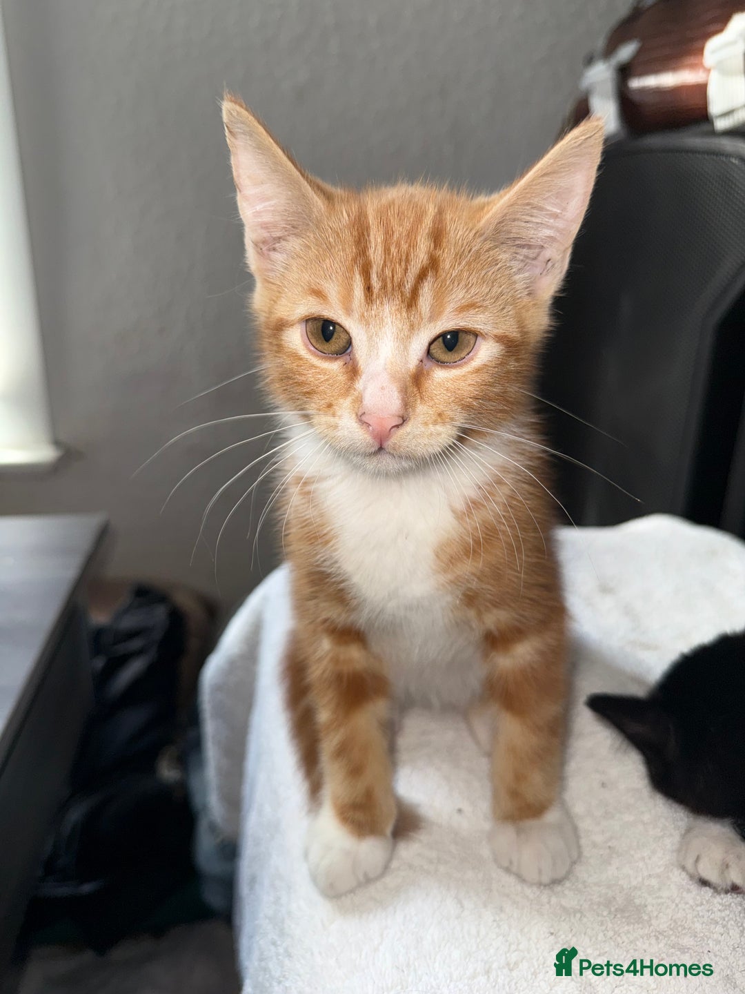 Mixed Breed cats for sale: Fluffy kittens || ready for loving home  - Image 7