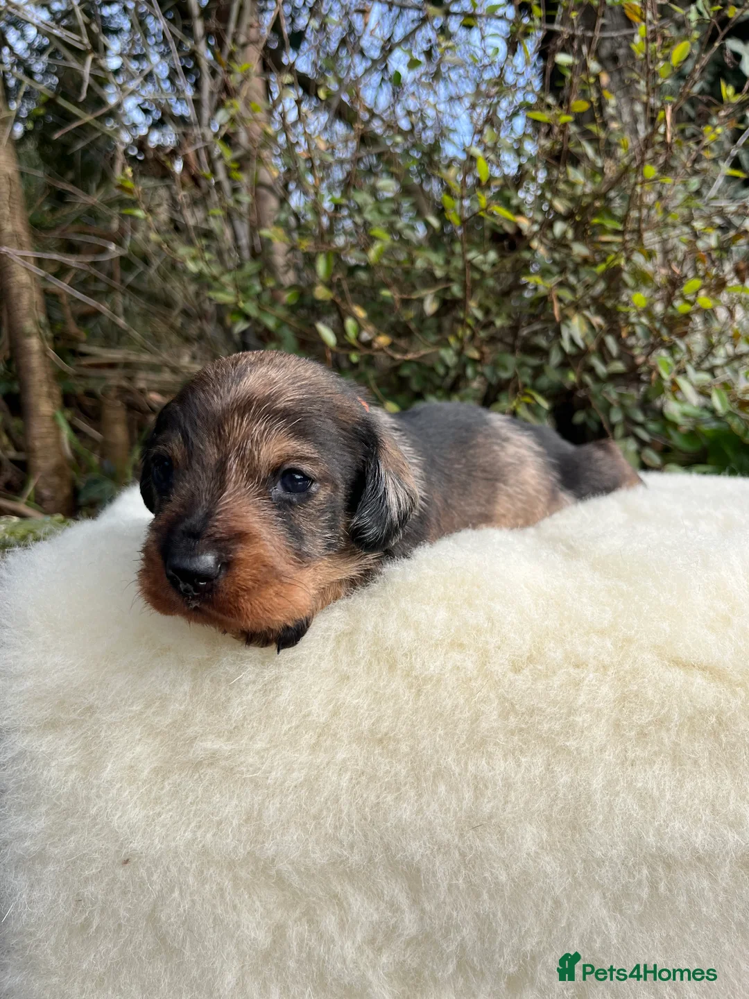 Dachshund dogs for sale: KC OUTSTANDING WIRE HAIRED DACHSHUND  - Advert 7