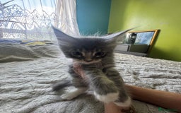 Maine Coon cats for sale: Gorgeous maine coon kittens  - Image 14
