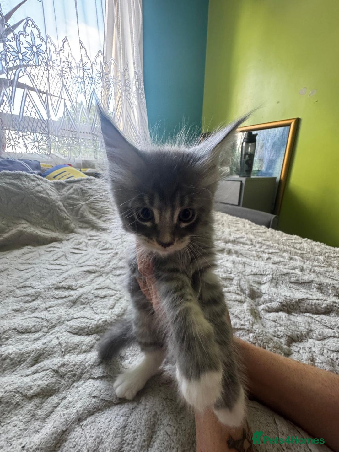 Maine Coon cats for sale: Gorgeous maine coon kittens  - Image 14