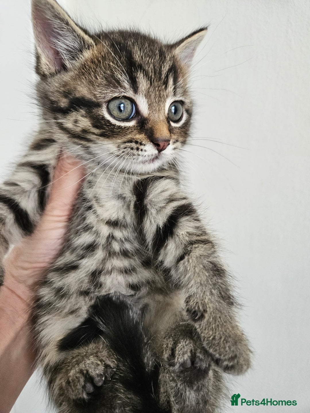 Mixed Breed cats for sale: Tabby Kittens 3 female 1 boy - Image 8