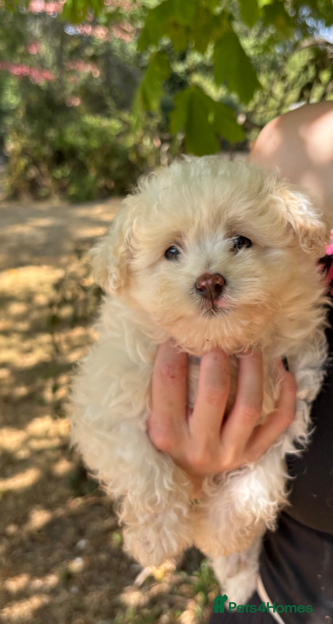 Pomapoo dogs for sale: *Ready to leave Pomapoo last boy * - Advert 1