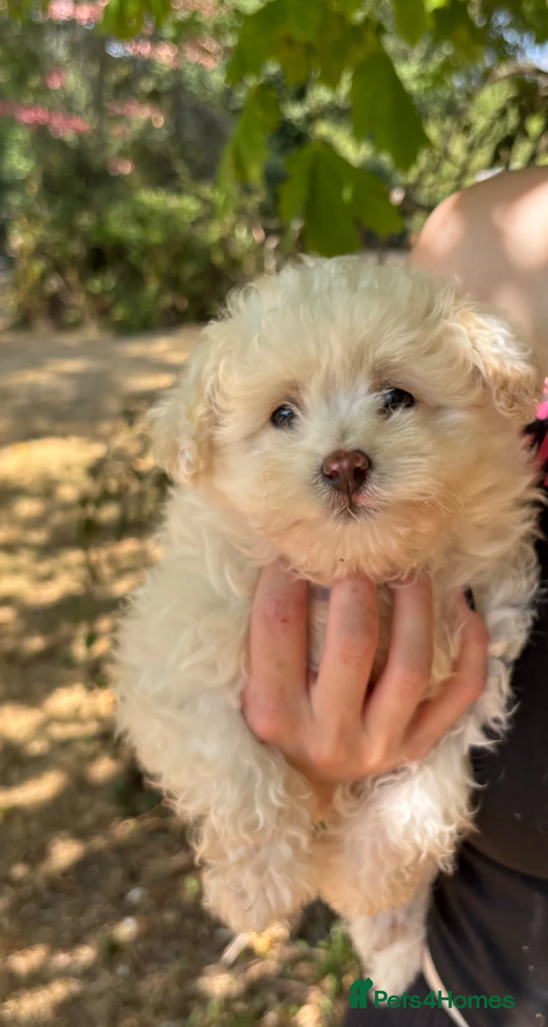 Pomapoo dogs for sale: *Ready to leave Pomapoo last boy * - Advert 1