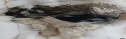 Shih Tzu dogs for sale: Shih Tzu Puppies - Advert 1