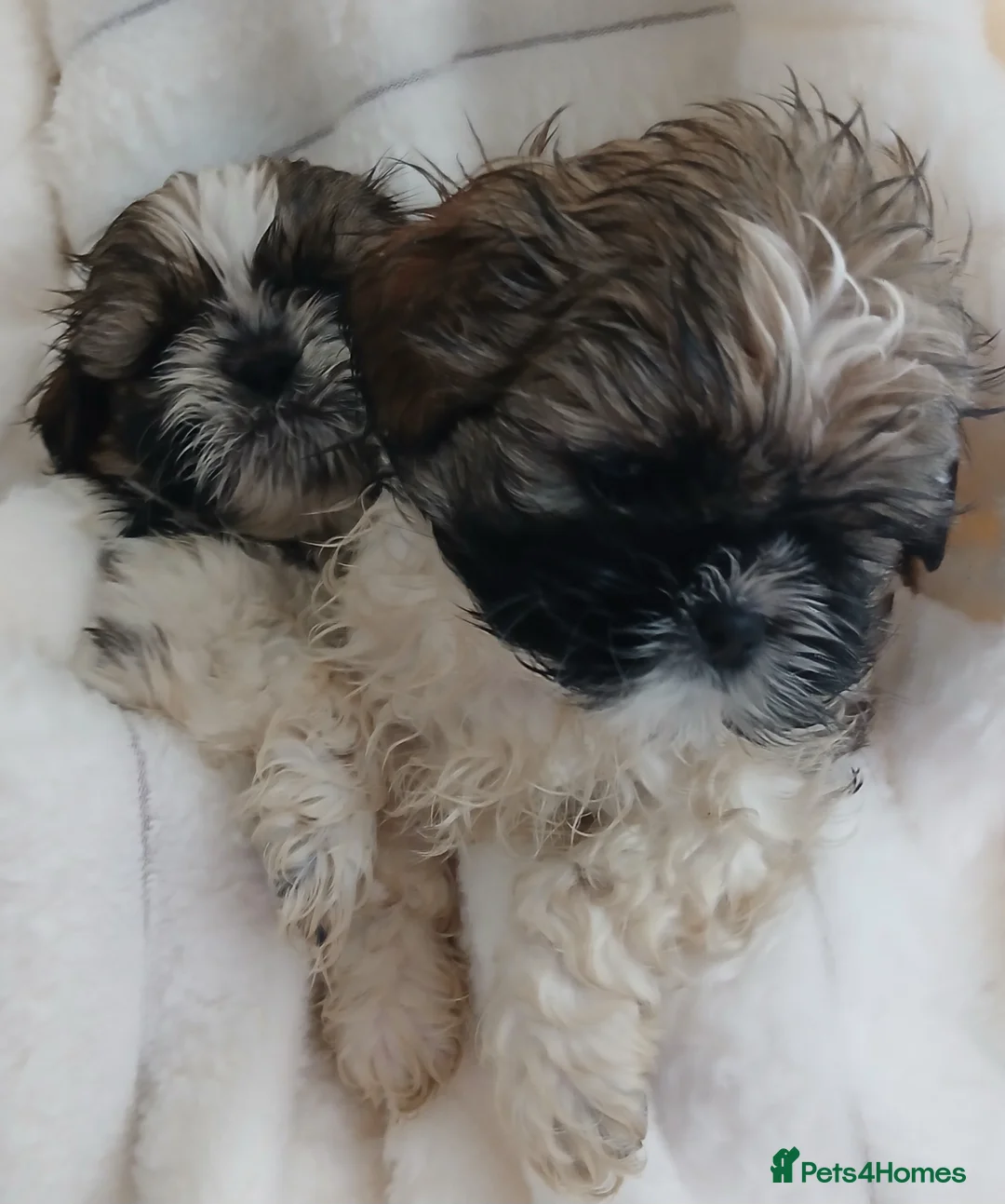 Shih Tzu dogs for sale: Shih Tzu Puppies - Advert 1