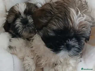 Shih Tzu dogs Shih Tzu Puppies - Advert 11