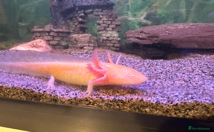 Axolotl reptiles - Advert 3