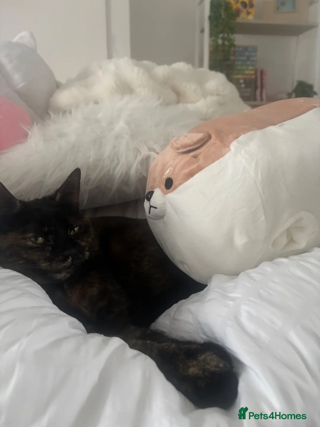 British Shorthair cats for sale: 3 year old female cat  - Advert 7
