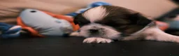 Shih Tzu dogs for sale: 3 Beautiful shih tzu puppies  in Newport - Advert 9