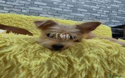 Mixed Breed dogs for adoption: 💖🐶 NIKOLETTA 🐶💖 - Image 15