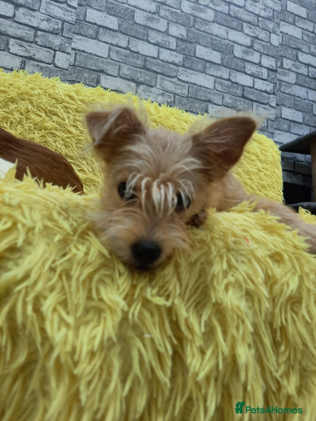 Mixed Breed dogs for adoption: 💖🐶 NIKOLETTA 🐶💖 - Image 15