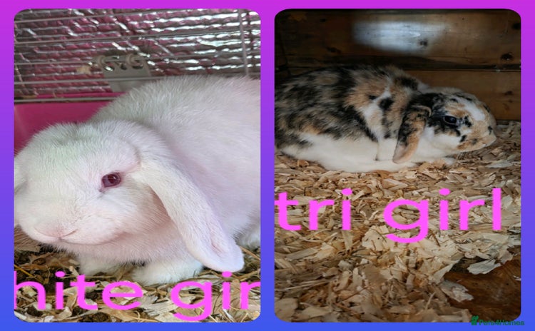 Mini Lop rabbits - Advert 16