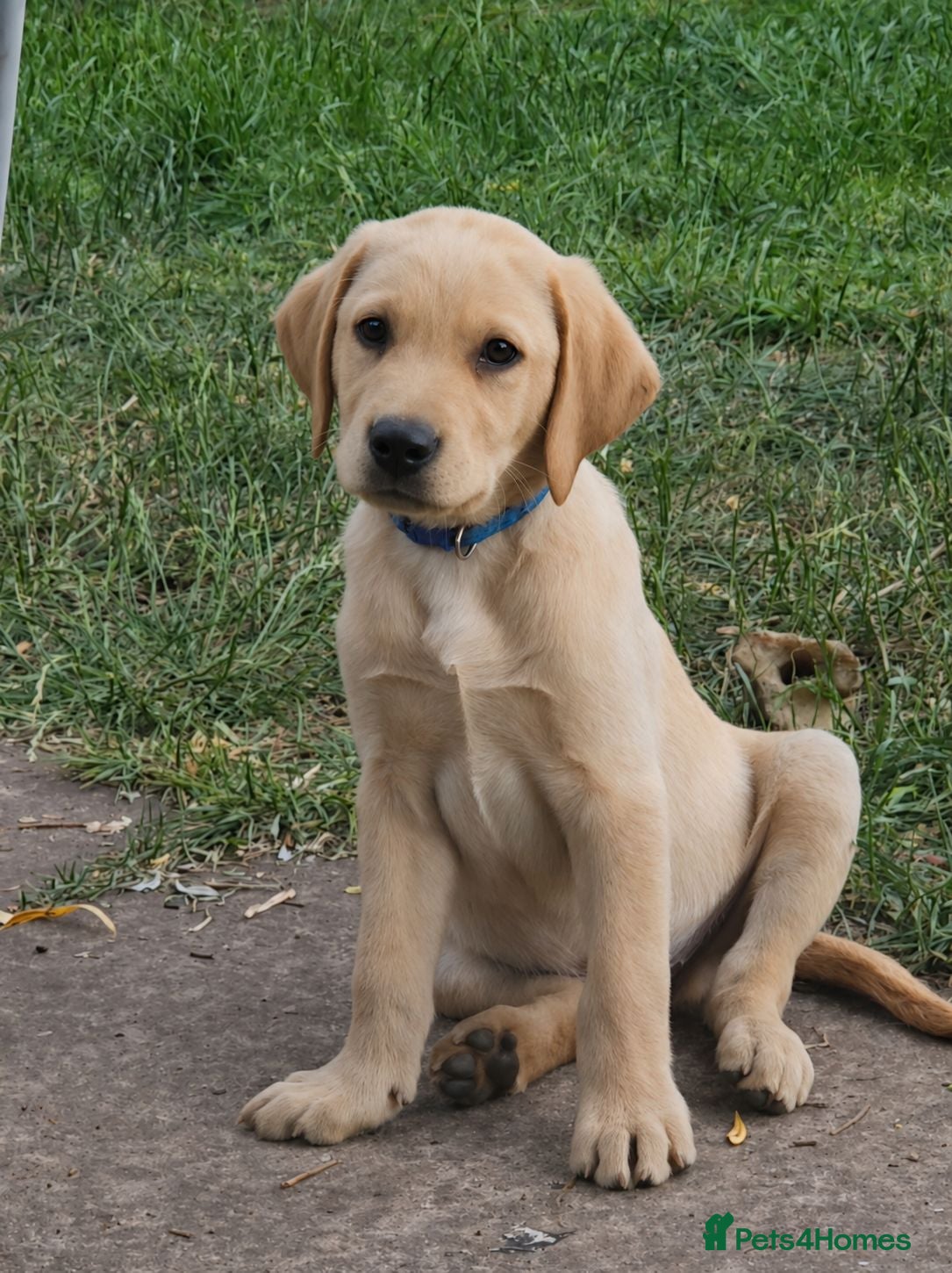 Labrador Retriever dogs Ready Now Last Male Labrador (BLUE) 🐶🐾 - Advert 5