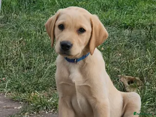 Labrador Retriever dogs Ready Now Last Male Labrador (BLUE) 🐶🐾 - Advert 4