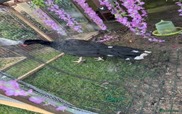 Softbills birds for sale: Northern helmeted curassow   - Image 2