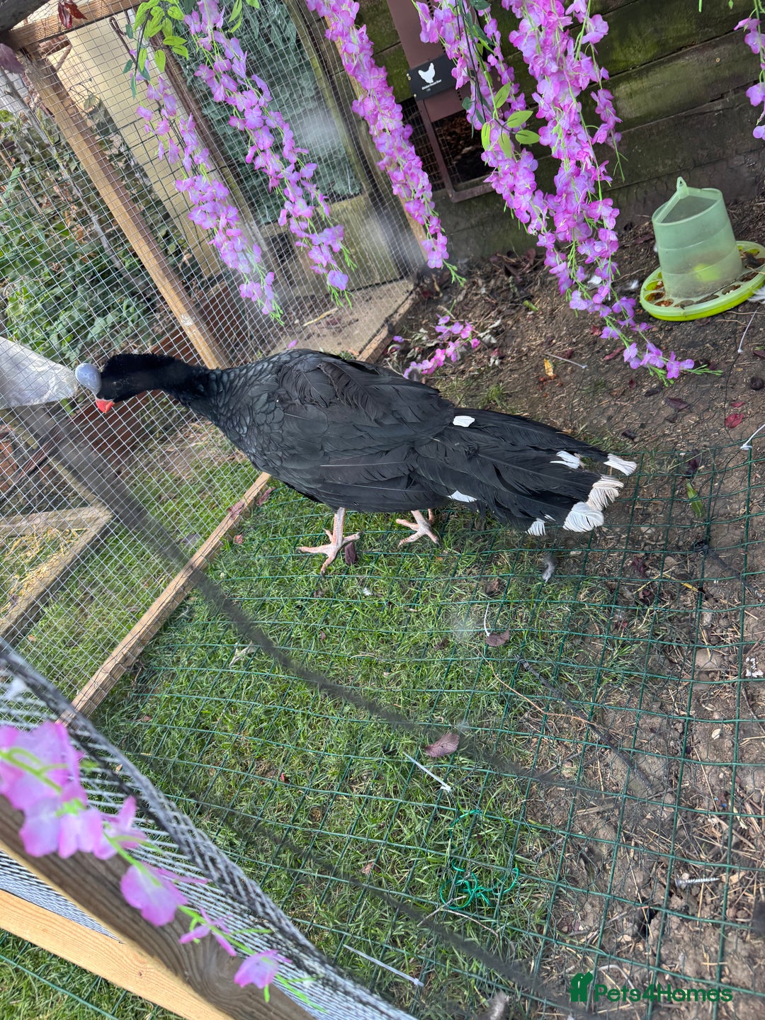 Softbills birds for sale: Northern helmeted curassow   - Image 2