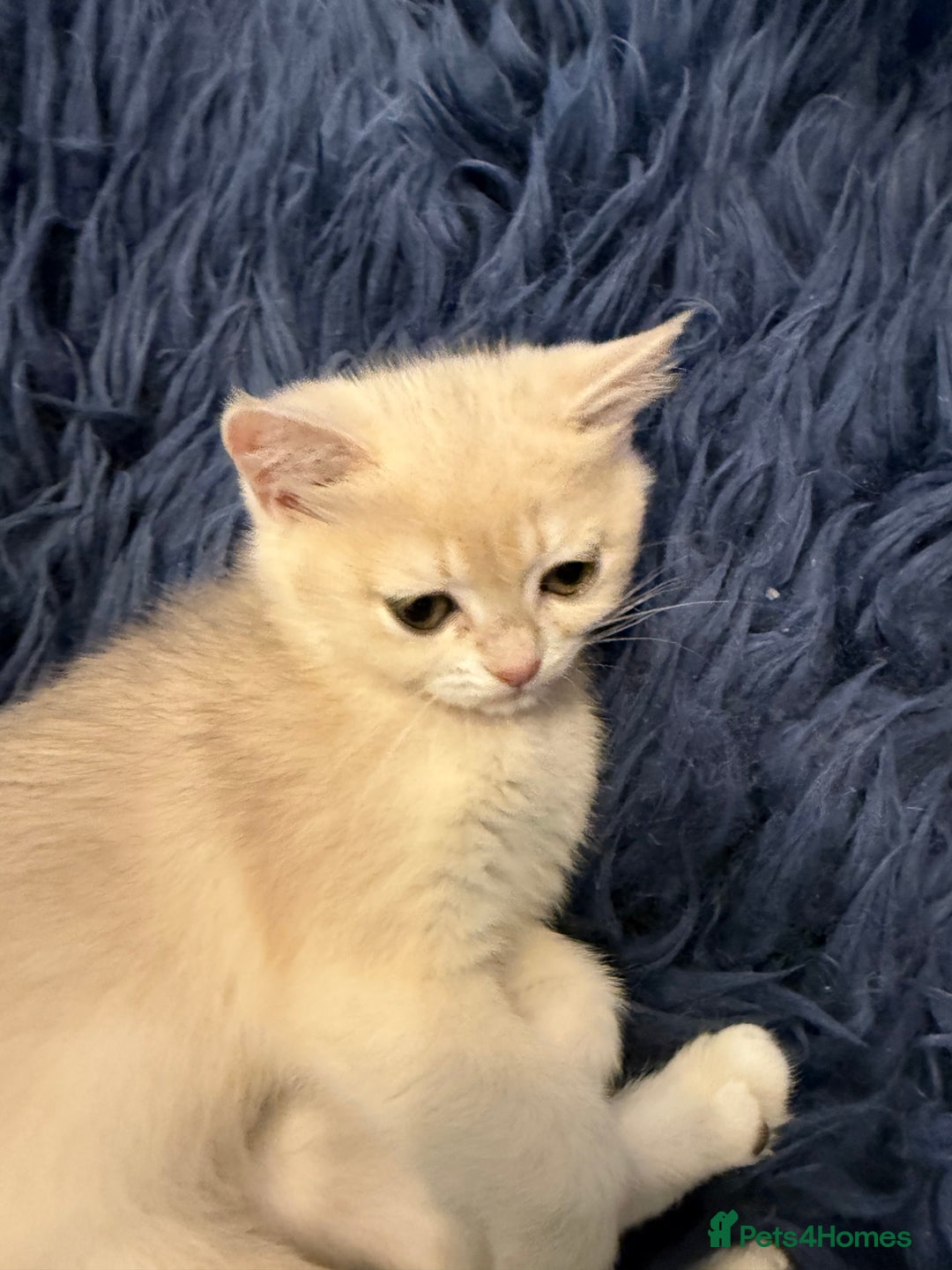 British Shorthair cats for sale: Ready pure AY12, NY12 Corin BSH  - Image 36