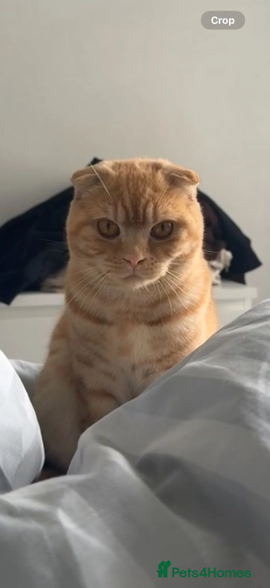 Mixed Breed cats for sale: Affectionate British Shorthair for sale in Tipton - Advert 2