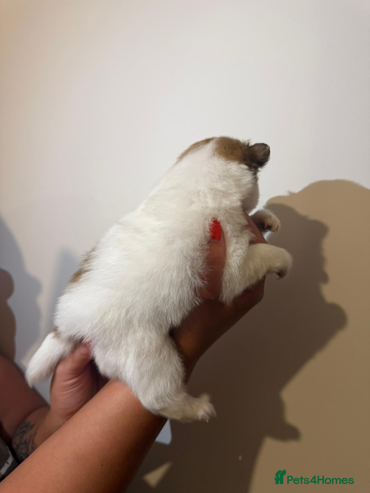 Pomeranian dogs for sale: Adorable Pomerania puppies  - Advert 10