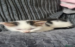 Mixed Breed cats for sale: 2 kittens for sale  - Image 9
