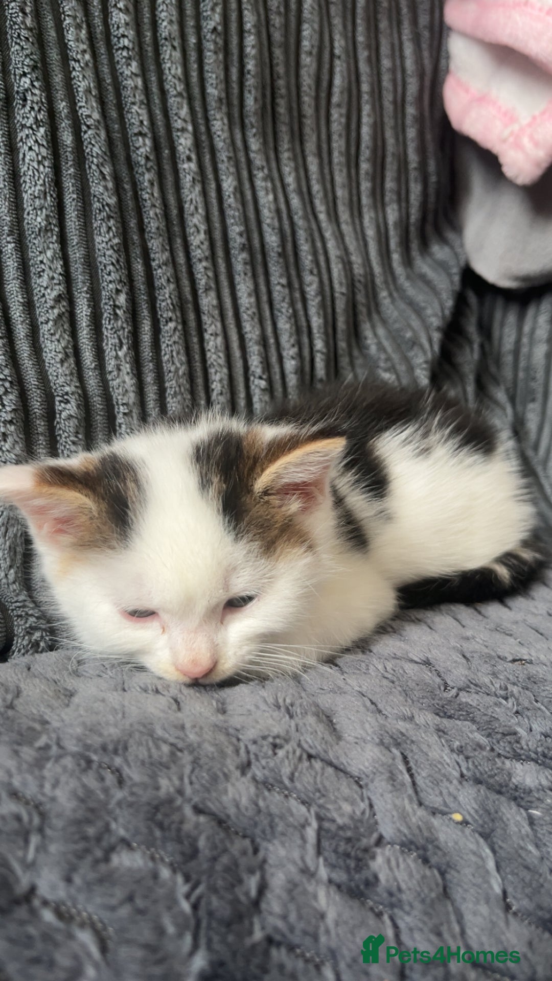 Mixed Breed cats for sale: 2 kittens for sale  - Image 9