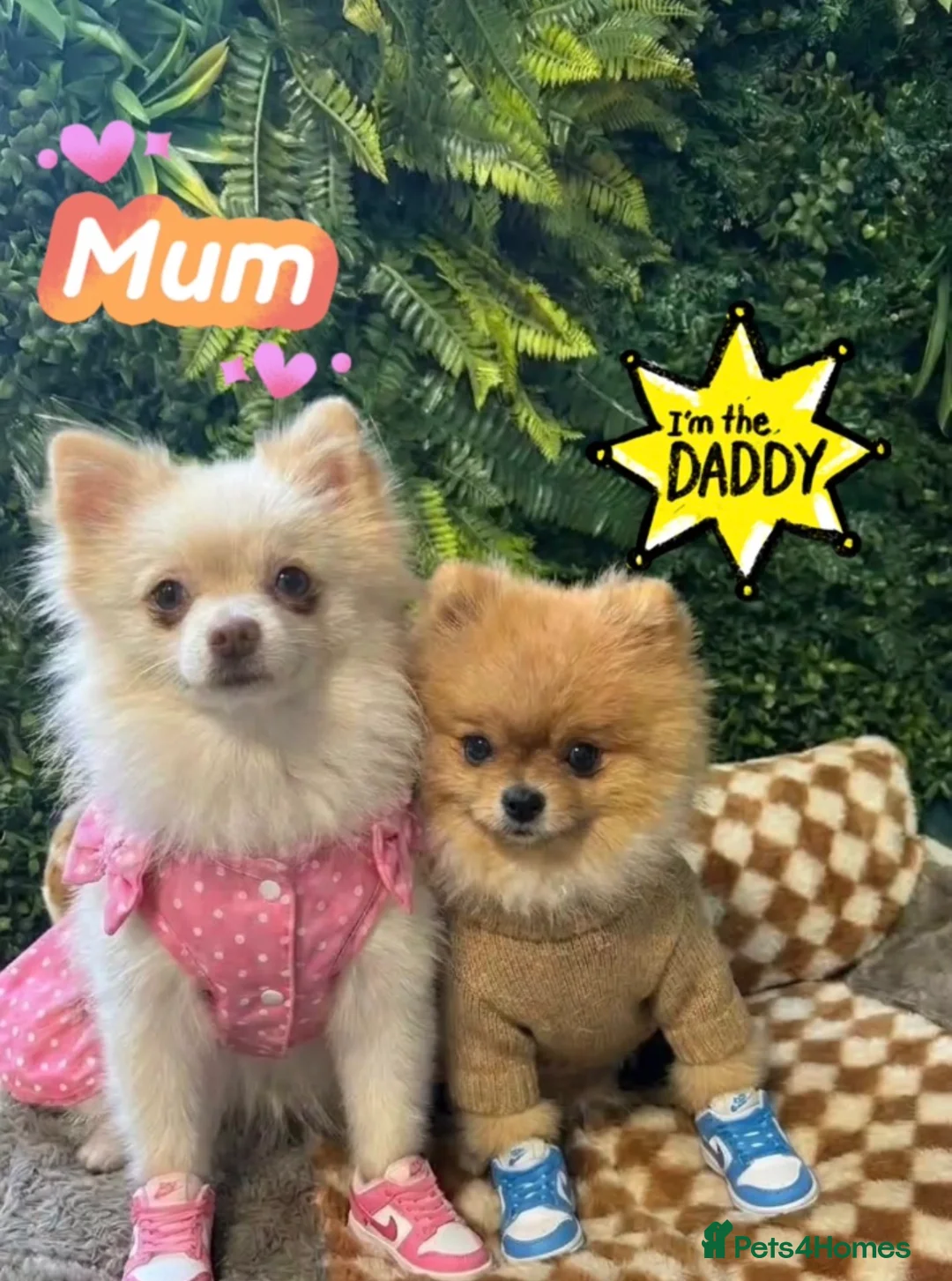 Pomeranian dogs for sale: ✨🐾Mini Pom Stars🏆🐶🐾✨ - Advert 2