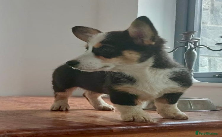 Welsh Corgi Pembroke dogs - Advert 1