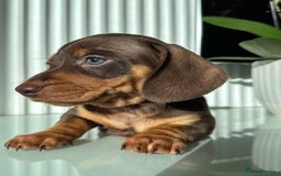 Miniature Dachshund dogs for sale: Three little miniature dachshund boys  - Advert 9