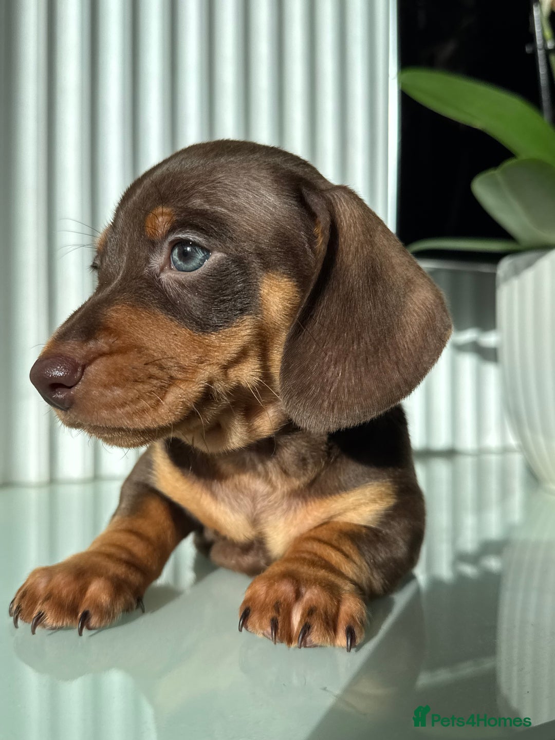 Miniature Dachshund dogs for sale: Three little miniature dachshund boys  - Advert 9