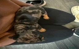 Miniature Dachshund dogs for sale: Miniature Dachshunds Dapple - Image 12