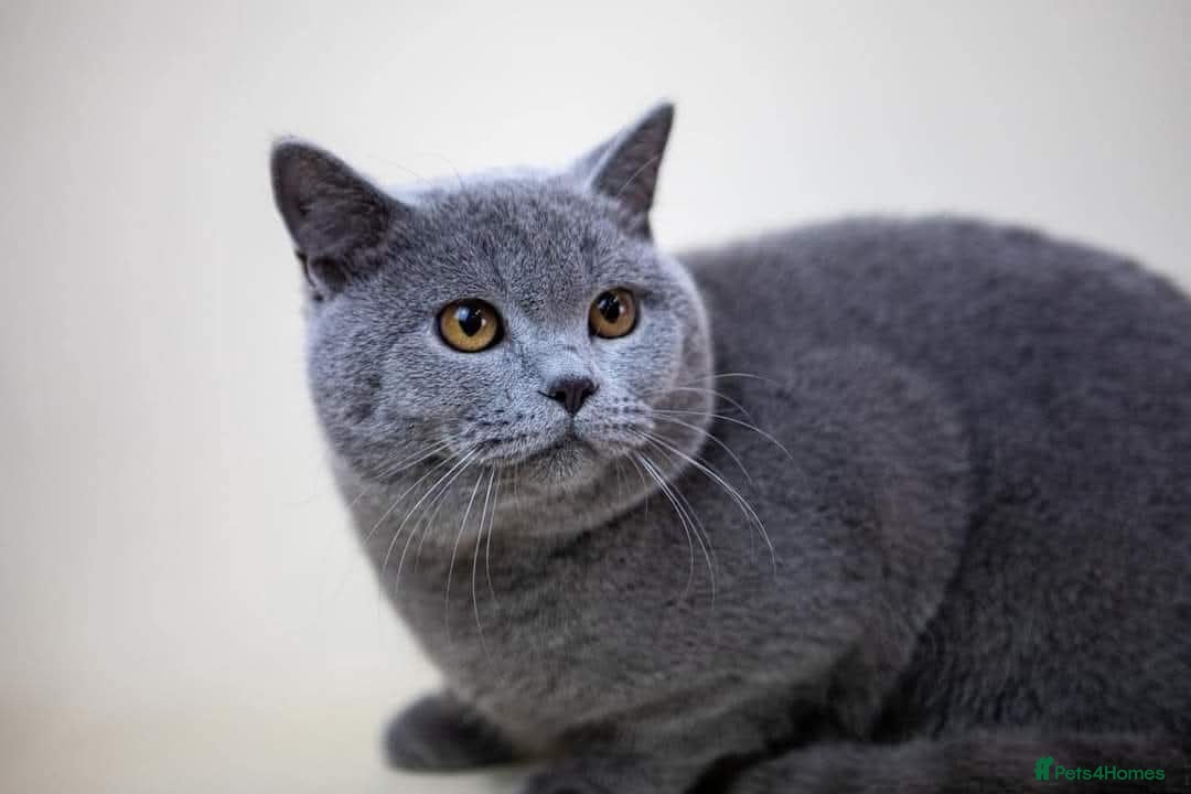 British Shorthair cats for sale: GCCF BSH KITTEN( female) - Image 4