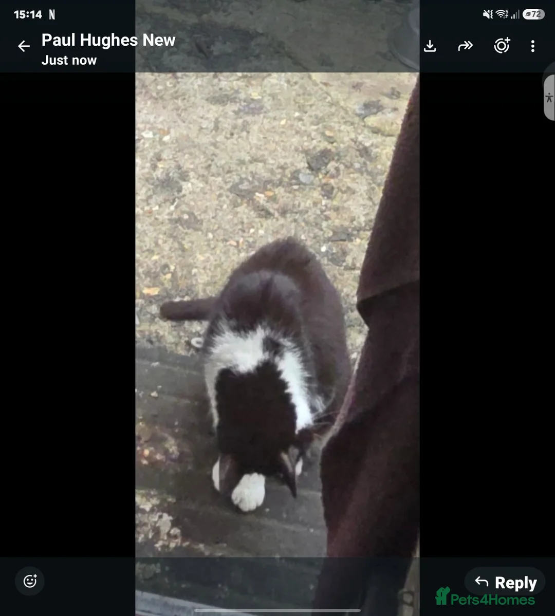 Mixed Breed cats for sale: 3 kittens for sale  - Advert 4