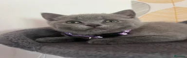 British Shorthair Kitten Purple collar