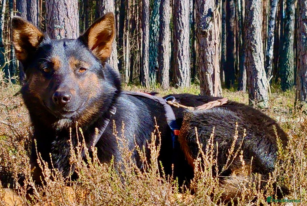 German Shepherd dogs for adoption: Claudia’s Story: The Dog Who Chose to Live - Image 2