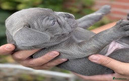 French Bulldog dogs for sale: Stunning French bulldog puppies 🐕 - Image 18