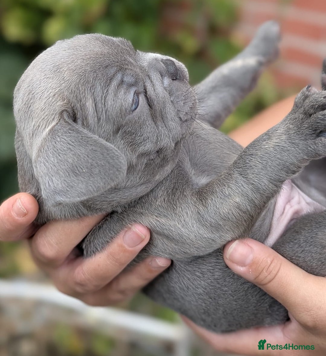 French Bulldog dogs for sale: Stunning French bulldog puppies 🐕 - Image 18