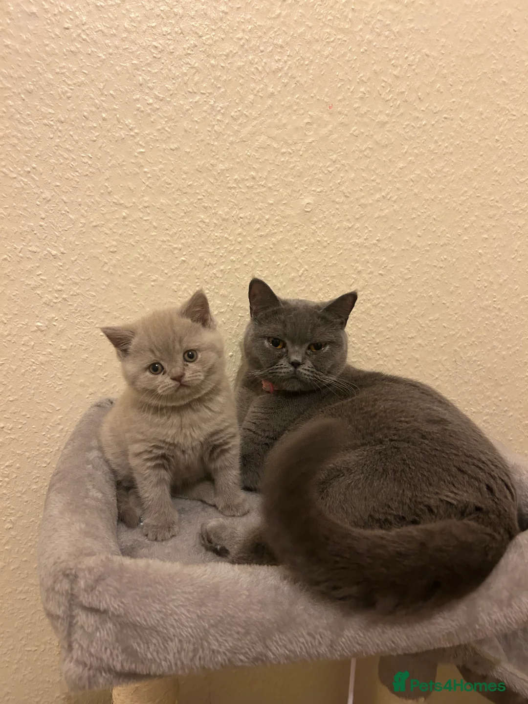 British Shorthair cats for sale: 3 adorable British kittens - Advert 12