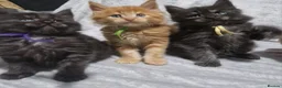 Maine Coon cats for sale: Beautiful Maine Coon Kittens available  - Advert 7