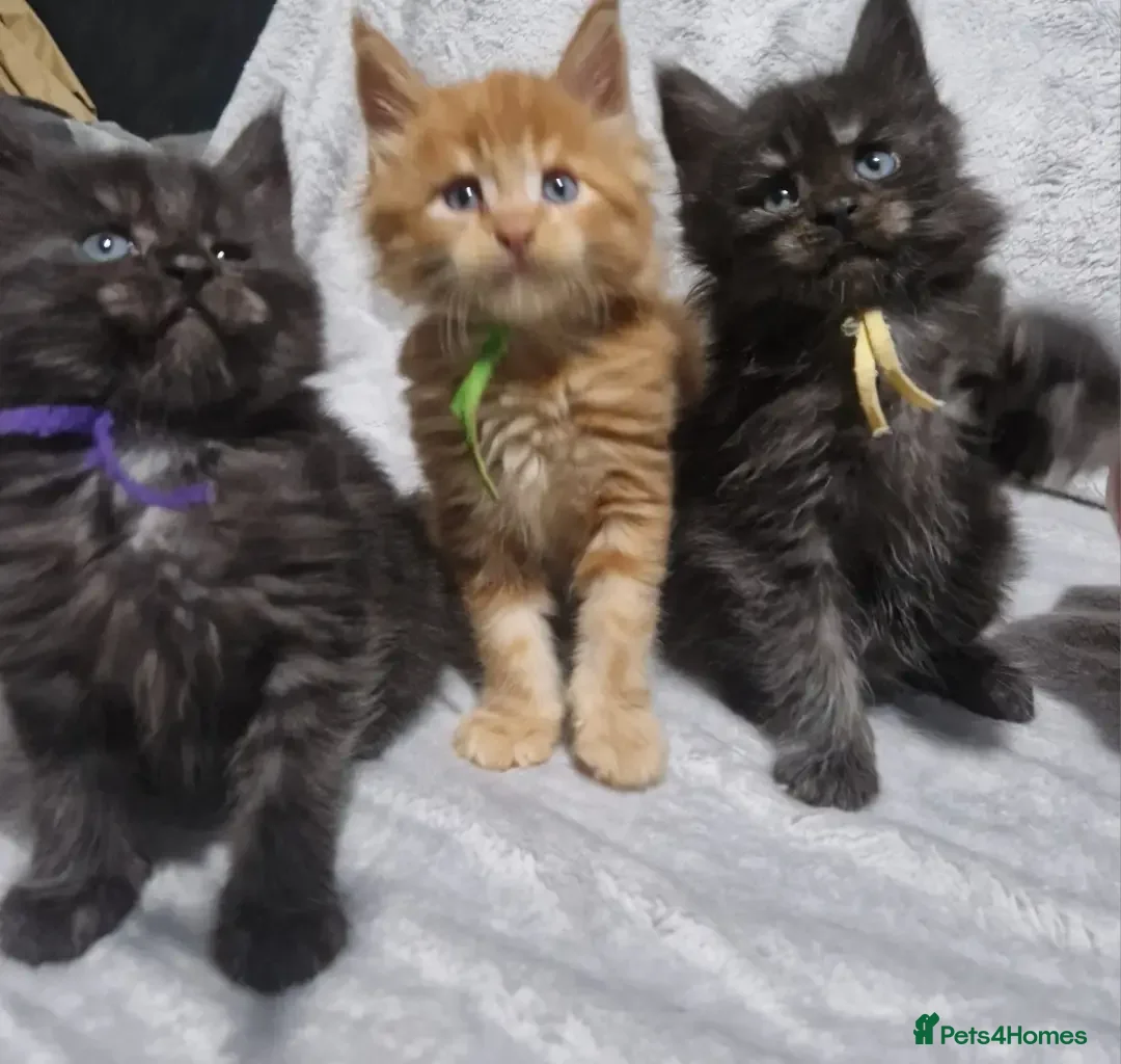 Maine Coon cats for sale: Beautiful Maine Coon Kittens available  - Advert 7