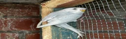 Mixed Breed birds for sale: Different types of birds *read description*  - Advert 4