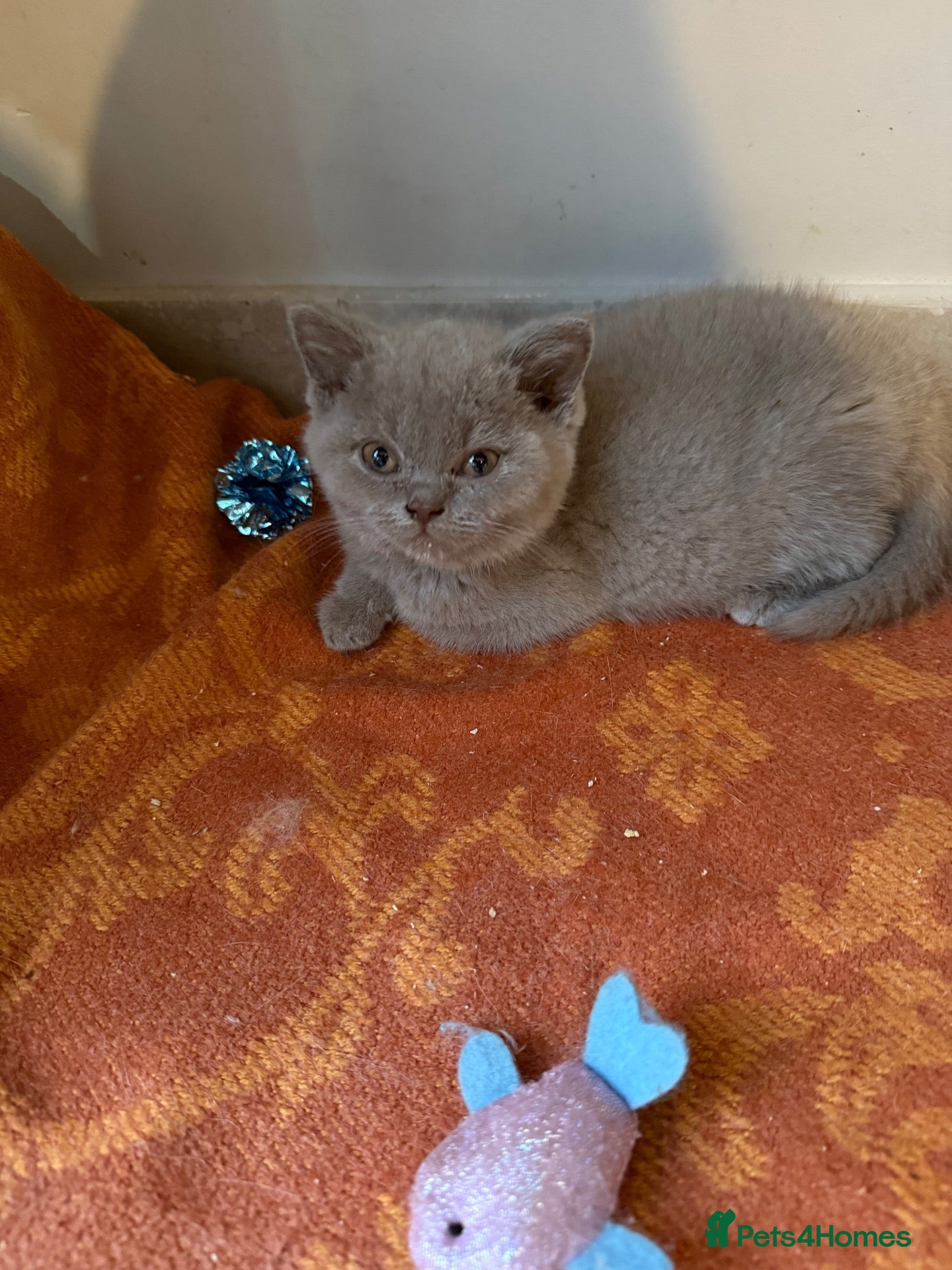 British Shorthair cats Pure BSH kittens one boy and one girl available  - Advert 1