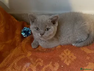 British Shorthair cats Pure BSH kittens one boy and one girl available - Advert 1