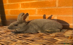 Rex rabbits for sale: Female & male otter/BEW mini rex rabbits  - Image 15